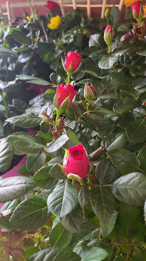 Supermarket «Big Y», reviews and photos, 62 W Main St, Spencer, MA 01562, USA