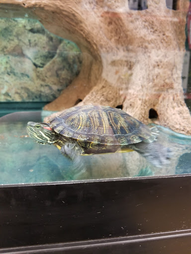 Pet Supply Store «Petco Animal Supplies», reviews and photos, 6 Halfmoon Crossing, Clifton Park, NY 12065, USA