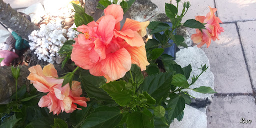 Hardware Store «Vision Ace Hardware», reviews and photos, 1750 Main St, Dunedin, FL 34698, USA