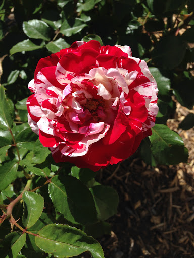 Park «Lorenzi Park», reviews and photos, 3343 W Washington Ave, Las Vegas, NV 89107, USA