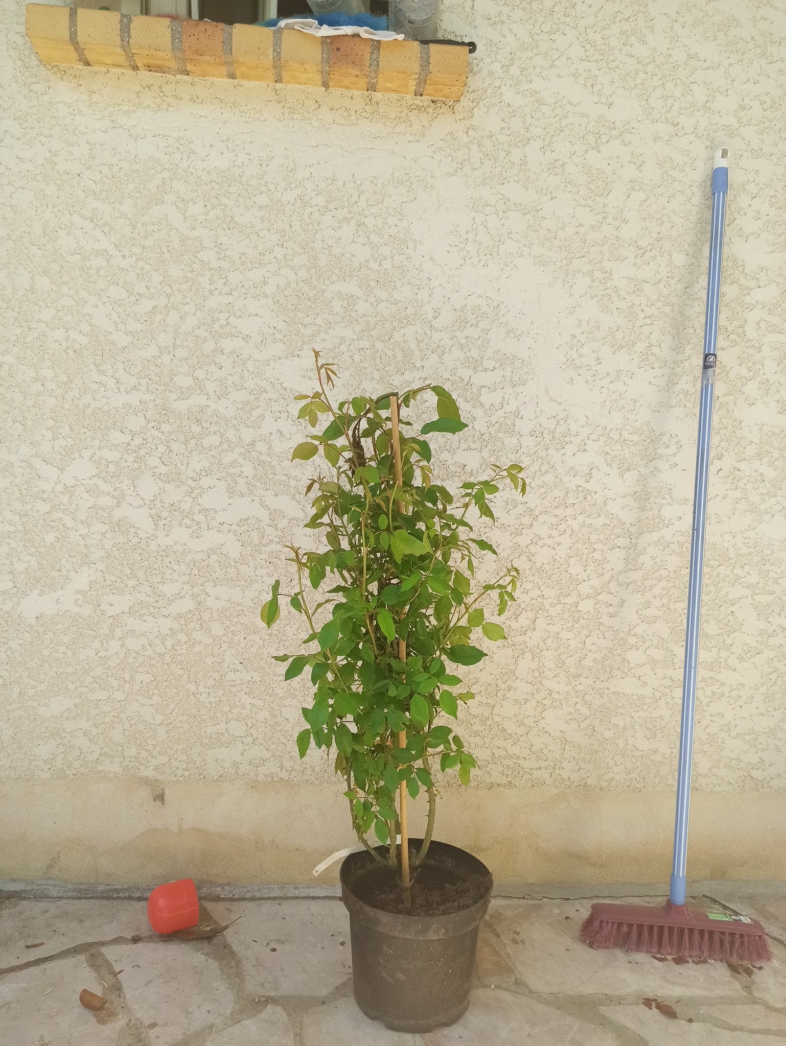 Photo n° 5 de l'avis de Lilia.E fait le 20/05/2020 à 14:12