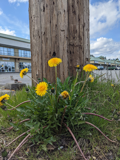 Shopping Mall «Perry Avenue Mall», reviews and photos, 2901 Perry Ave NE # 11, Bremerton, WA 98310, USA