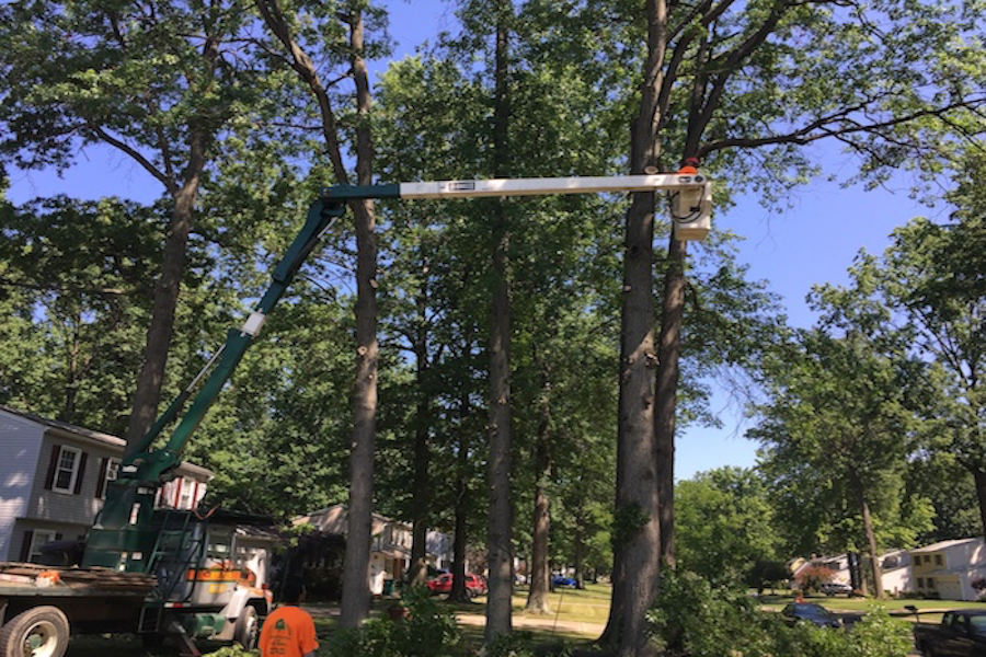 OBRIENS TREE SERVICE CINCINNATI