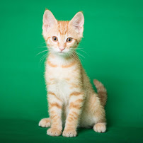 Rough Tooth Photography - Photo 7 - Car repair in Shillington, PA, Reading