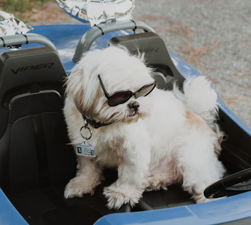 Ferry Pass Animal Hospital, LLC image