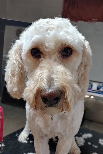 Divine Canine Dog Grooming, LLC