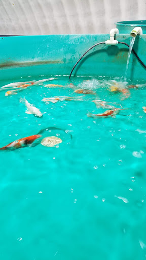 Fish Farm «Kloubec Koi», reviews and photos, 1375 Baxter Ave NW, Amana, IA 52203, USA