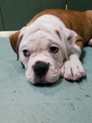 Pet Store «Petland», reviews and photos, 2123 Old Hudson Rd, St Paul, MN 55119, USA