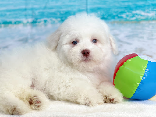 Dog Breeder «Playful Pets», reviews and photos, 115 Ridge Pike, Conshohocken, PA 19428, USA