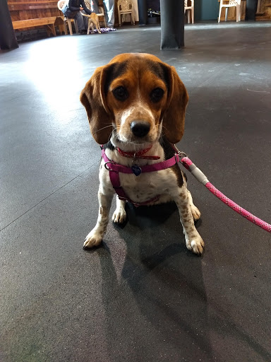 Dog Trainer «Awesome Dawgs Dog Training LLC», reviews and photos, 3052 Pricetown Rd, Temple, PA 19560, USA