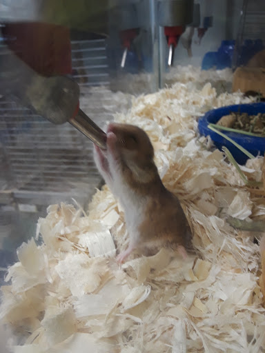 Pet Store «Petland Discounts - Graham Avenue», reviews and photos, 92 Graham Ave, Brooklyn, NY 11206, USA