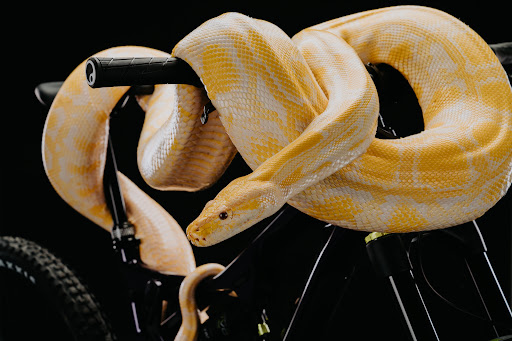 Bicycle Store «Fezzari», reviews and photos, 850 W 200 S, Lindon, UT 84042, USA