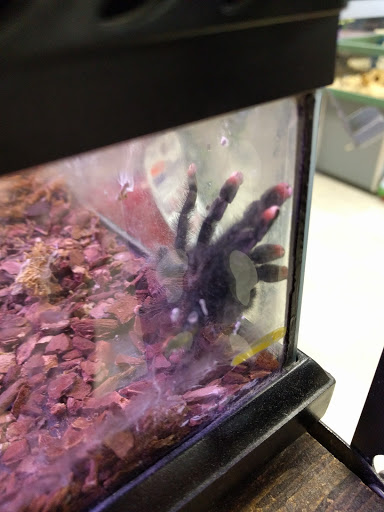 Pet Store «Petland», reviews and photos, 1514 Stonecreek Dr, Pickerington, OH 43147, USA