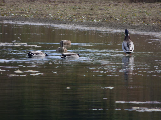 Nature Preserve «ML 