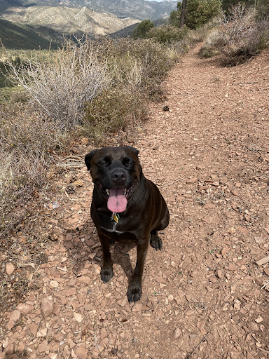 Pet Supply Store «PetSmart», reviews and photos, 8281 Troy Pike, Huber Heights, OH 45424, USA