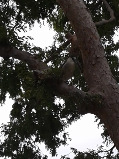 Park «Mike Ward Community Park Woodbridge», reviews and photos, 20 Lake Rd, Irvine, CA 92604, USA