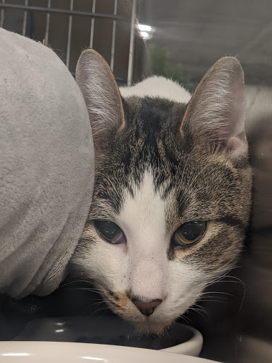 Pet Supply Store «PetSmart», reviews and photos, 8287 W Golf Rd, Niles, IL 60714, USA