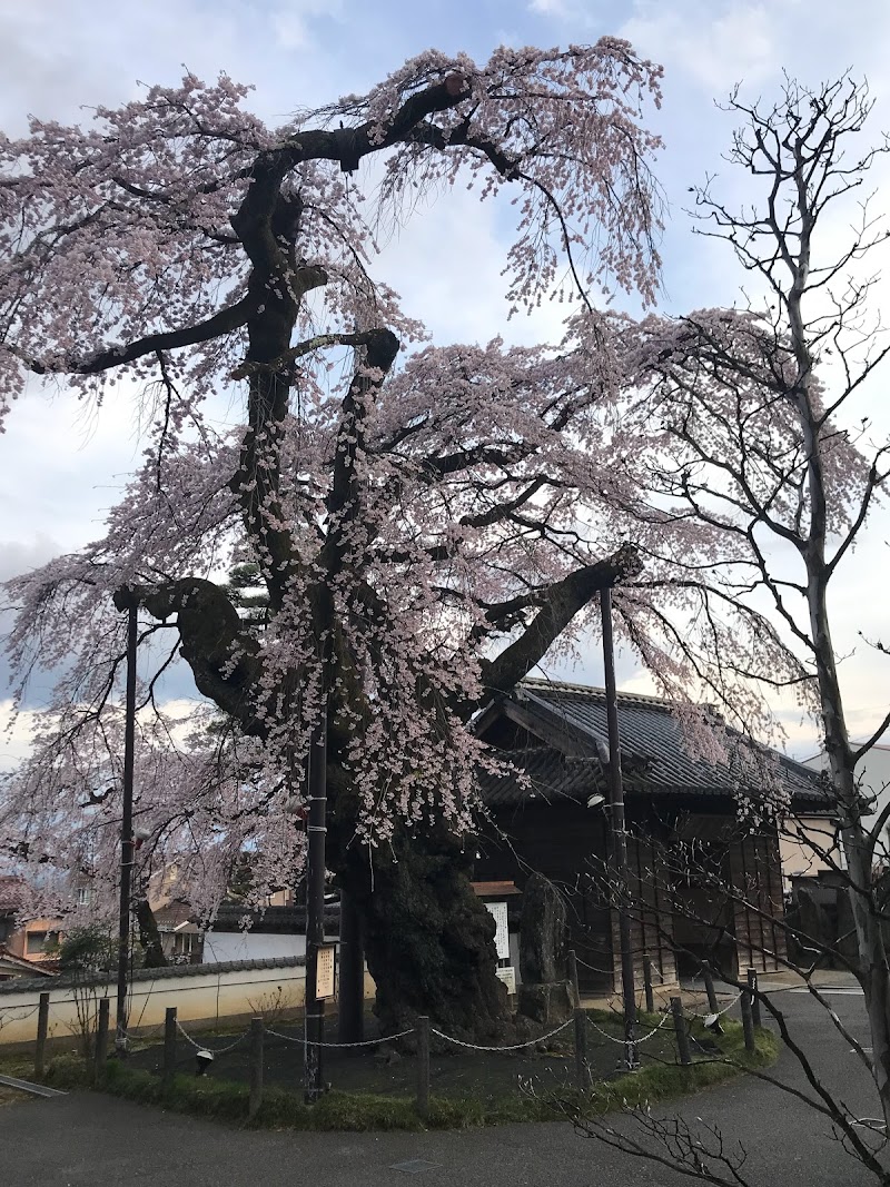 阿弥陀寺の枝垂桜