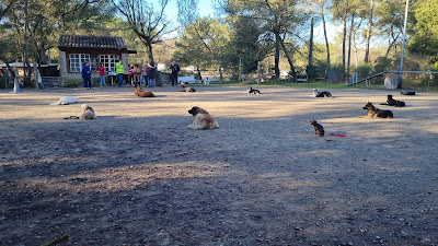 Centre Canin Aix Fuveau à Fuveau