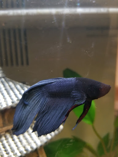 Pet Supply Store «Petco Animal Supplies», reviews and photos, 3485 Grand Oaks, Corona, CA 92881, USA