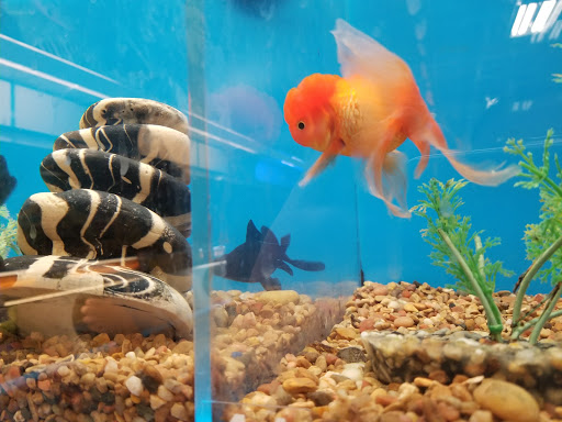 Pet Supply Store «PetSmart», reviews and photos, 620 N West End Blvd, Quakertown, PA 18951, USA