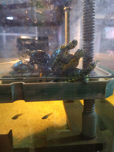 Pet Store «Exotic Tropical Petworld LLC.», reviews and photos, 1716 W Hackberry Ave, McAllen, TX 78501, USA