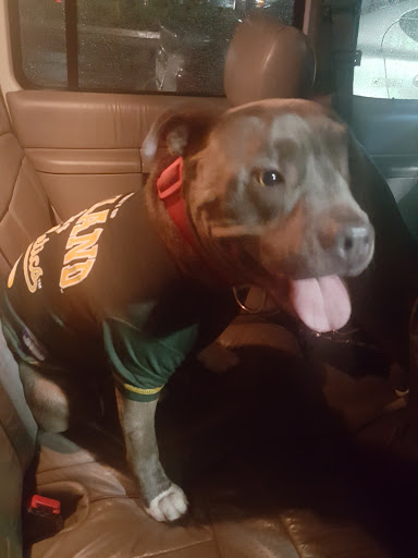 Pet Supply Store «PetSmart», reviews and photos, 15555 E 14th St, San Leandro, CA 94578, USA