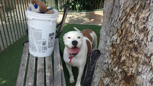 Dog day care center Pomona
