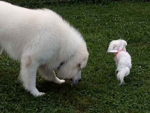 Park «Maple Hill Dog Park», reviews and photos, 390 County Rd 78, Middletown, NY 10940, USA