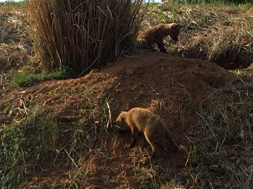 Golf Course «Bretton Woods Golf Course», reviews and photos, 15700 River Rd, Germantown, MD 20874, USA