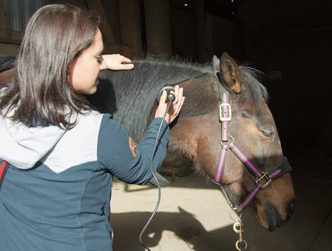 Rezensionen über Ramona Meier Tierheilpraktik, Osteopathie, Akupunktur-/Lasertherapie für Pferde und Hunde in Uster - Chiropraktiker