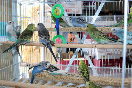 Pet Supply Store «El Granero Feed & Pet Supplies», reviews and photos, 2228 Church Ln, San Pablo, CA 94806, USA