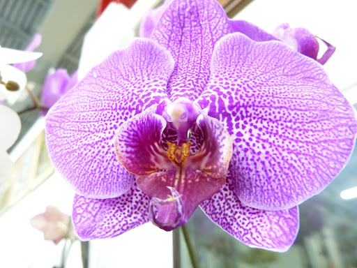 Florist «Bell Flowers», reviews and photos, 8947 Brookville Rd, Silver Spring, MD 20910, USA