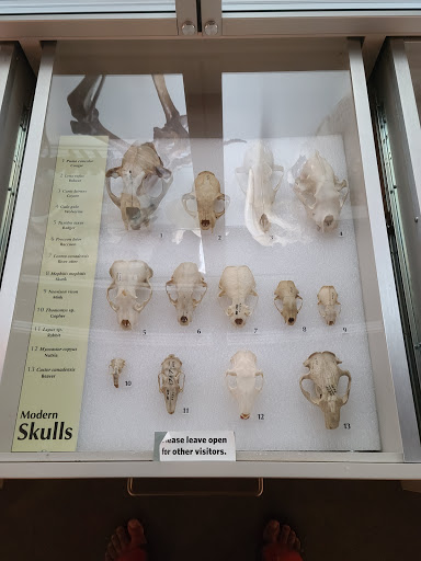 Museum «Museum of Natural and Cultural History», reviews and photos, 1680 E 15th Ave, Eugene, OR 97401, USA