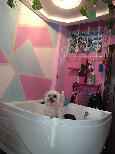 Aventuraspet spa canino & felino/ petshop - Spa