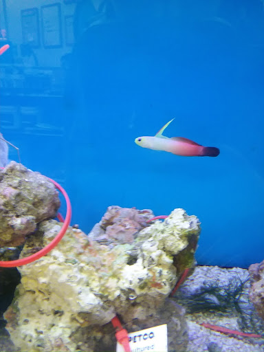 Pet Supply Store «Petco Animal Supplies», reviews and photos, 717 SE Geary St #101, Albany, OR 97321, USA