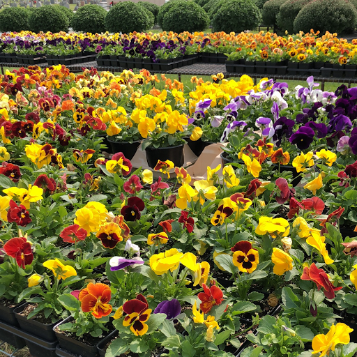 Florist «Dundalk Florist», reviews and photos, 7233 German Hill Rd, Dundalk, MD 21222, USA