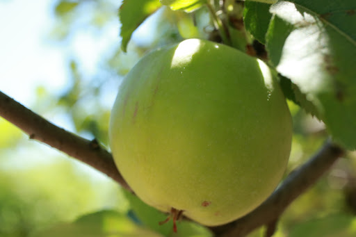 Produce Market «B&P Hitz Fruit Farm (Apples N Produce)», reviews and photos, 14070 Wilco Hwy NE, Woodburn, OR 97071, USA