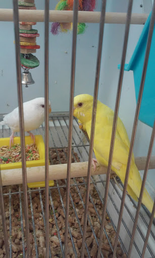 Pet Supply Store «Pet Supplies Plus», reviews and photos, 14839 Detroit Ave, Lakewood, OH 44107, USA