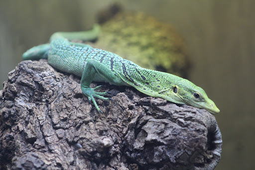 Pet Store «Lost Realms Pets», reviews and photos, 8059 N Cedar Ave, Fresno, CA 93720, USA