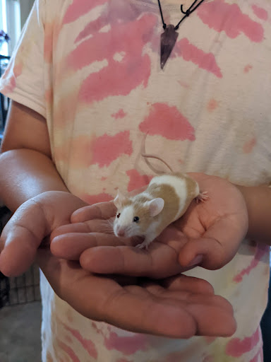 Pet Supply Store «PetSmart», reviews and photos, 3540 Youngfield St, Wheat Ridge, CO 80033, USA