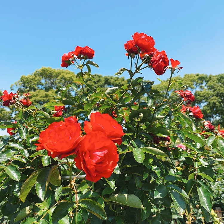 駕与丁公園 バラ園 福岡県粕屋町駕与丁 庭園 公園 グルコミ