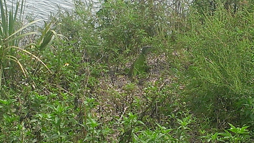 Water Park «Splash Adventure Water Park», reviews and photos, Quiet Waters Park Dr, Deerfield Beach, FL 33442, USA