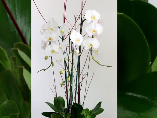 Florist «Kings County Florist - Fruit Baskets», reviews and photos, 506 Clarkson Ave, Brooklyn, NY 11203, USA