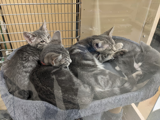 Pet Supply Store «PetSmart», reviews and photos, 3520 S El Camino Real, San Mateo, CA 94403, USA