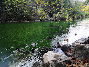 Photo n°79 de LE CHATEAU OLIVE ET RAISIN à Fontaine-de-Vaucluse ()