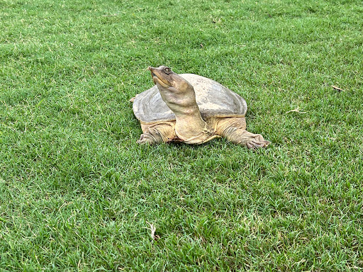 Golf Course «Spessard Holland Golf Course», reviews and photos, 2374 Oak St, Melbourne Beach, FL 32951, USA