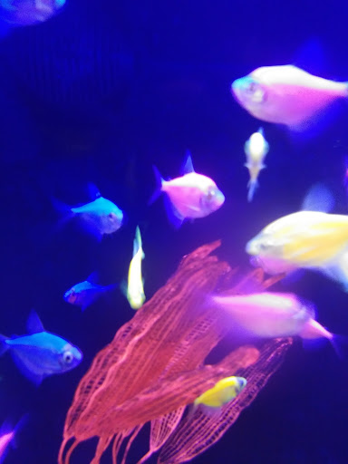 Pet Supply Store «Petco Animal Supplies», reviews and photos, 6720 Fox Centre Pkwy, Gloucester Courthouse, VA 23061, USA