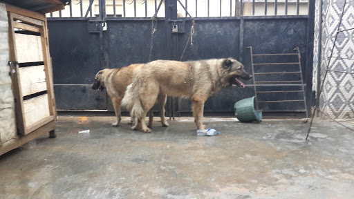 Safety Castle Kennel, Progress Crescent, Agbede-Transformer, Nigeria, Veterinarian, state Lagos