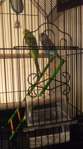 Pet Supply Store «Petco Animal Supplies», reviews and photos, 313 Homer M Adams Pkwy, Alton, IL 62002, USA